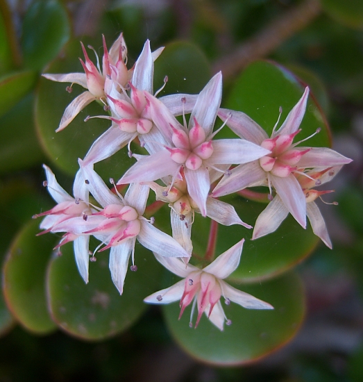 100_2163 small money tree blossoms.jpg - 210135 Bytes